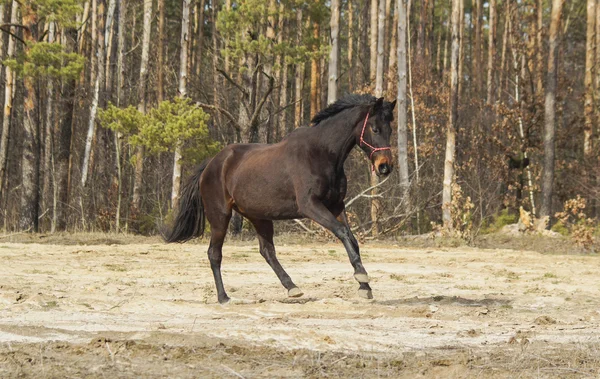 Caballo marrón con crin negra y cola sobre arena sobre un fondo de bosque de pinos — Foto de Stock