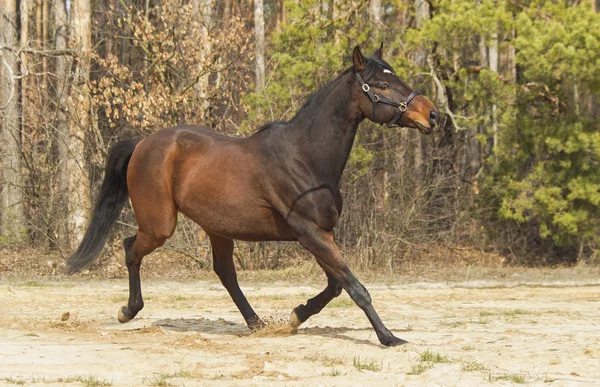 Коричневий кінь з чорною гривою і хвостом на піску на фоні соснового лісу — стокове фото