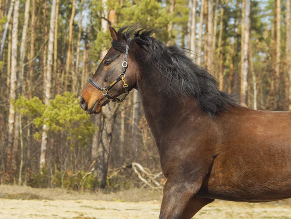Коричневий кінь з чорною гривою і хвостом на піску на фоні соснового лісу — стокове фото