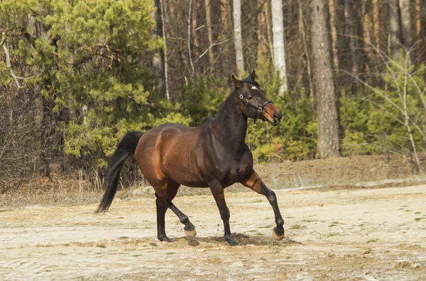 Caballo marrón con crin negra y cola sobre arena sobre un fondo de bosque de pinos — Foto de Stock