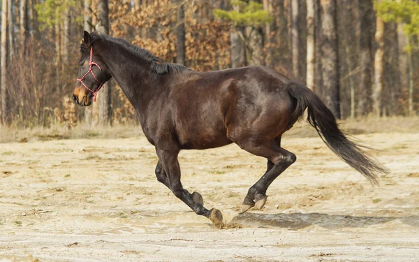 Cavallo marrone con criniera nera e coda sulla sabbia su uno sfondo di pineta — Foto Stock
