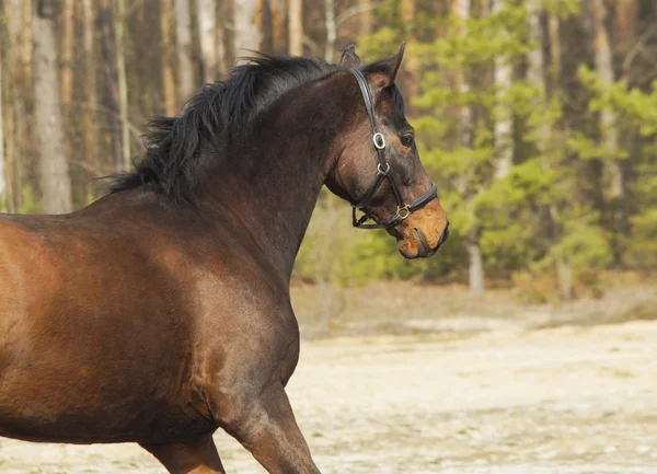 Bruin paard met zwarte manen en staart op zand tegen een achtergrond van dennenbos — Stockfoto