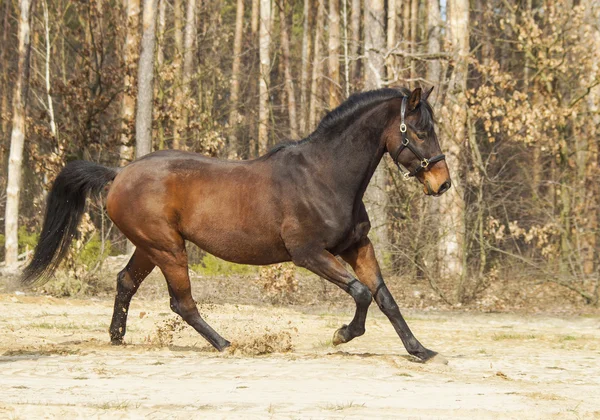 Bruin paard met zwarte manen en staart op zand — Stockfoto