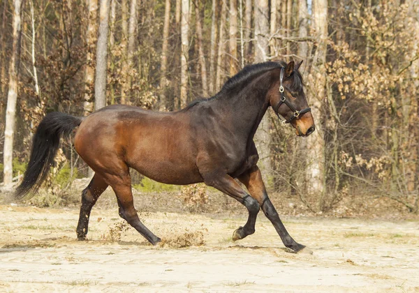 Caballo marrón con crin negra y cola sobre arena — Foto de Stock