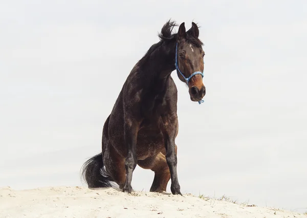 Bruin paard in een blauwe halster op wit zand op een achtergrond van bleke grijze lucht — Stockfoto