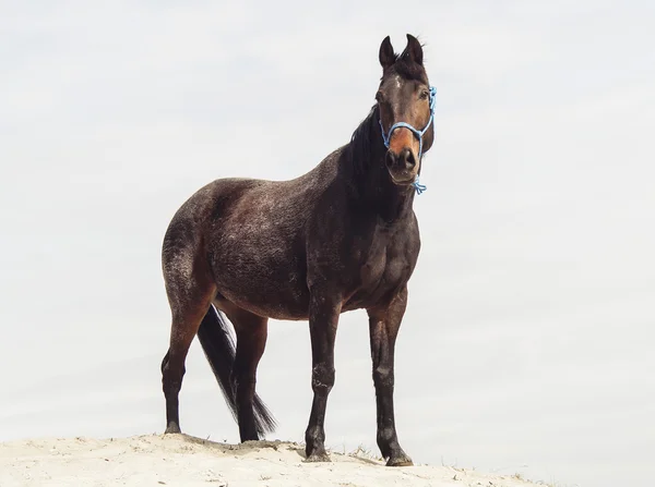 Brun häst i en blå grimma på vit sand på en bakgrund av blekt grå himmel — Stockfoto