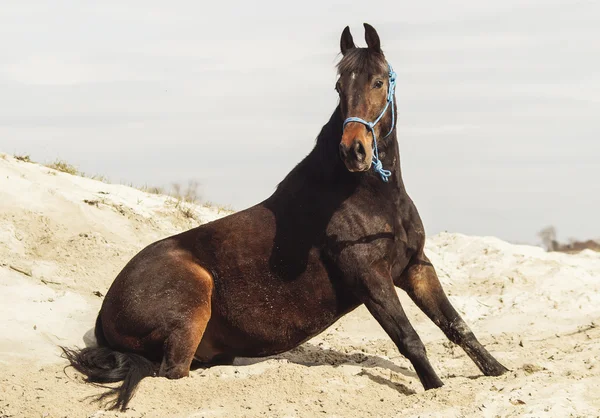 Caballo marrón en un halter azul sobre arena blanca sobre un fondo de cielo gris pálido —  Fotos de Stock