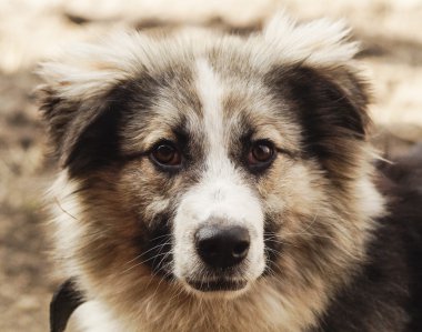 Uzun tüylü tüylü köpek gri ve siyah renk