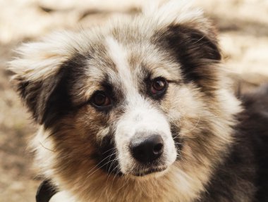 Uzun tüylü tüylü köpek gri ve siyah renk