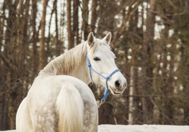 kum gri gökyüzü zemin karşı beyaz at mavi bir yular içinde yürür