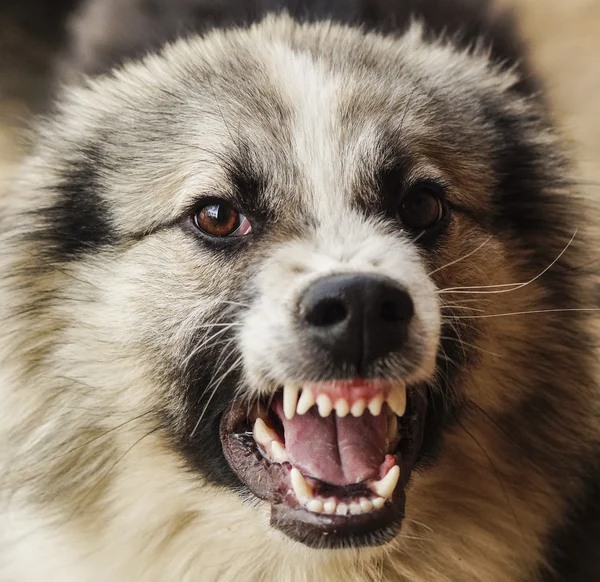 Uzun tüylü tüylü köpek gri ve siyah renk