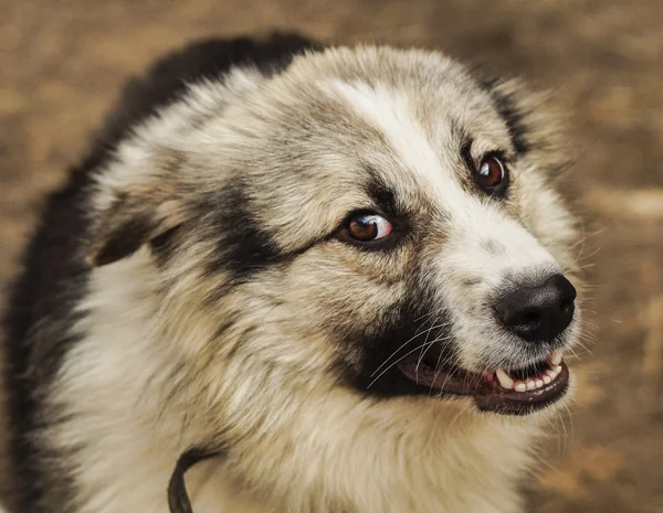 Cane shaggy dai capelli lunghi di colori grigi e neri — Foto Stock