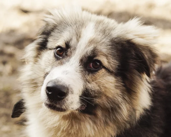 Długowłosy pies Kudłaty kolory szary i czarny — Zdjęcie stockowe