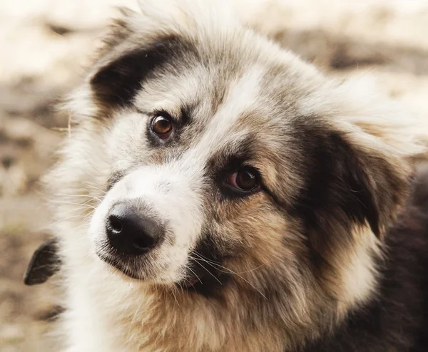 Cane shaggy dai capelli lunghi di colori grigi e neri — Foto Stock