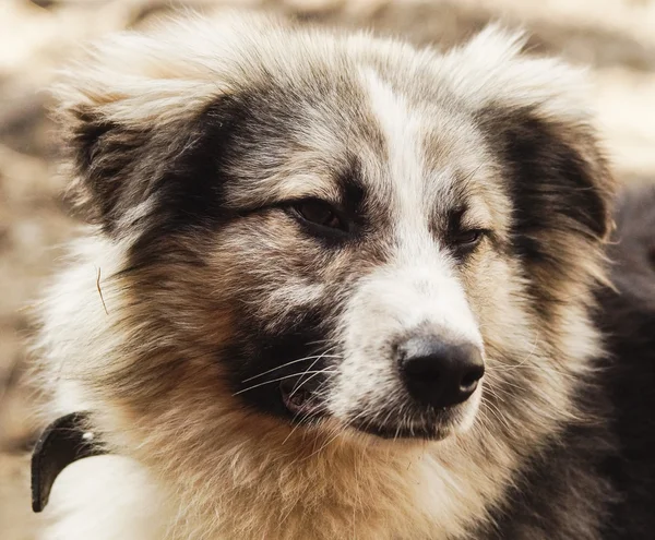 Cão desgrenhado de cabelos longos de cores cinza e preto — Fotografia de Stock