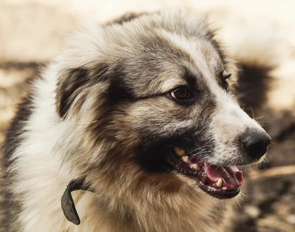 Cane shaggy dai capelli lunghi di colori grigi e neri — Foto Stock