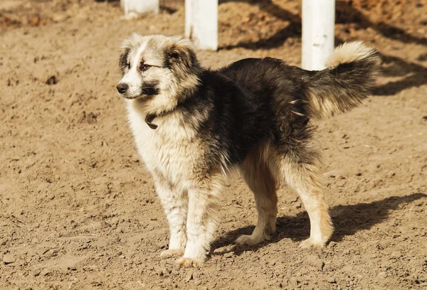 Cane shaggy dai capelli lunghi di colori grigi e neri — Foto Stock