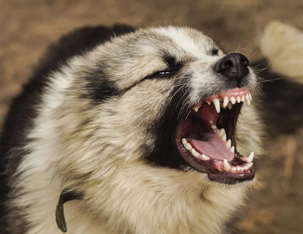 Uzun tüylü tüylü köpek gri ve siyah renk