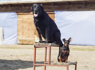 büyük siyah köpek ve küçük kahverengi ahşap merdiven üzerinde duruyorsun