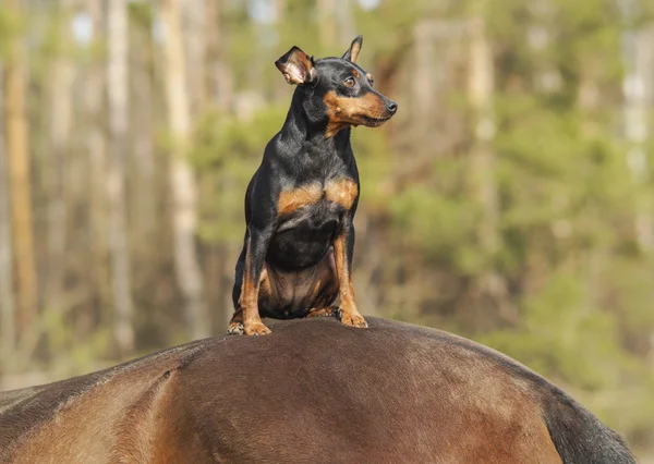 Küçük siyah kahverengi köpek kırmızı bir atın arkasında oturan — Stok fotoğraf