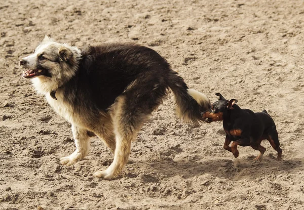 Poil Long Chien Hirsute De Couleurs Gris Et Noirs