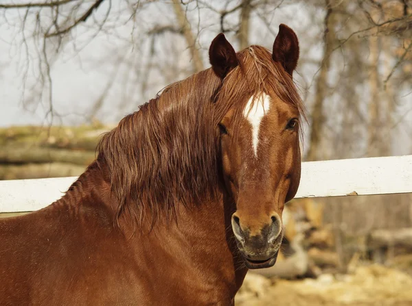 Head of red horse with a white blaze on his head on a background of an autumn forest and the white fence — Stock Photo, Image