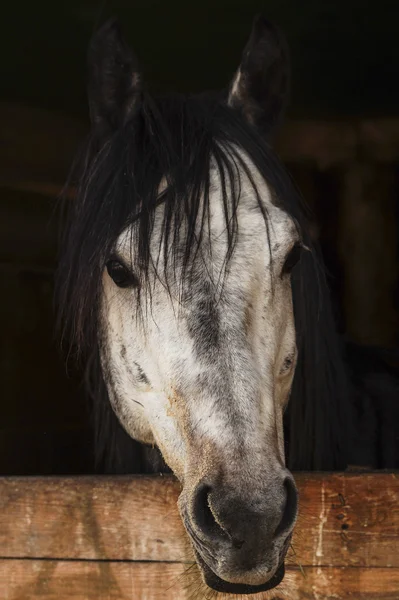 Άσπρο άλογο κεφάλι με χαίτη του μαύρα στίγματα και φαίνεται έξω από ένα ξύλινο πάγκο — Φωτογραφία Αρχείου
