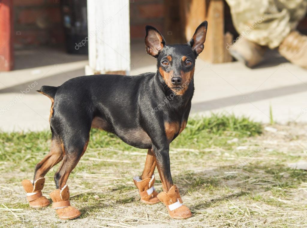 black brown dog black brown dog