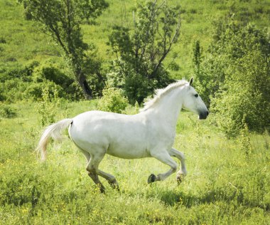yeşil çim alanda ışık yele ve kuyruk ile beyaz at standları