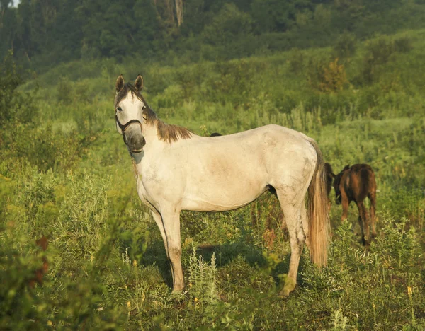yeşil çim alanda ışık yele ve kuyruk ile beyaz at standları