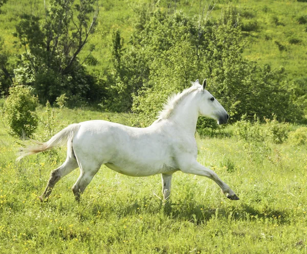 Yeşil çim alanda ışık yele ve kuyruk ile beyaz at standları — Stok fotoğraf