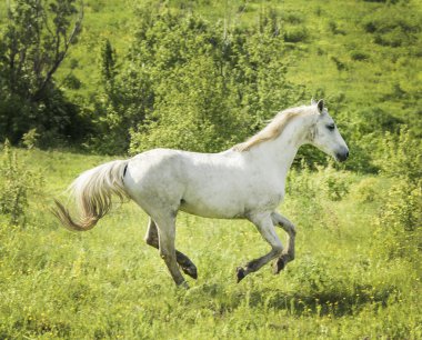 yeşil çim alanda ışık yele ve kuyruk ile beyaz at standları