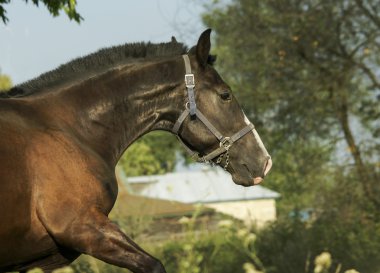 karanlık yele ayakta mavi gökyüzü altında yeşil bir alanda ile siyah at