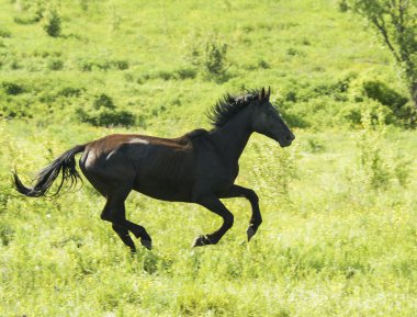 karanlık yele ayakta mavi gökyüzü altında yeşil bir alanda ile siyah at