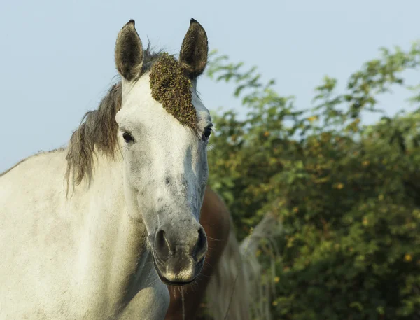 Cavallo bianco con criniera leggera e coda si erge sul campo sull'erba verde — Foto Stock