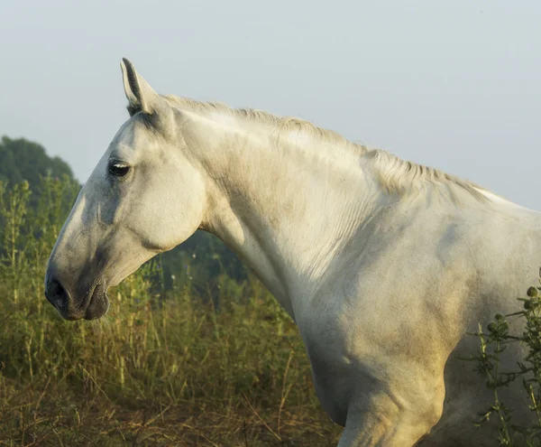 Άσπρο άλογο με φως χαίτη και η ουρά στέκεται στο πεδίο στο πράσινο γρασίδι — Φωτογραφία Αρχείου