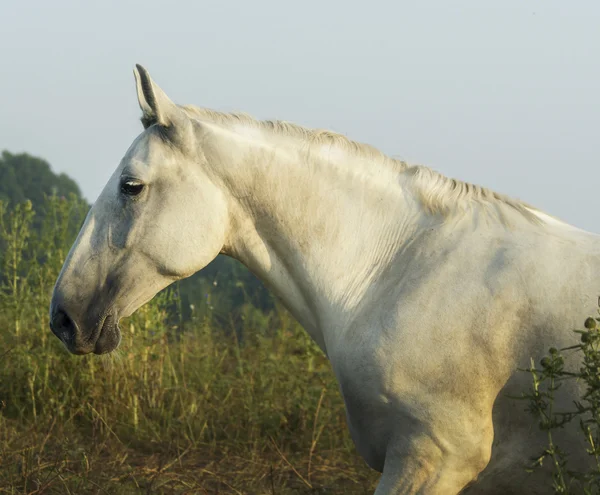 Caballo blanco con melena clara y cola en el campo sobre la hierba verde — Foto de Stock