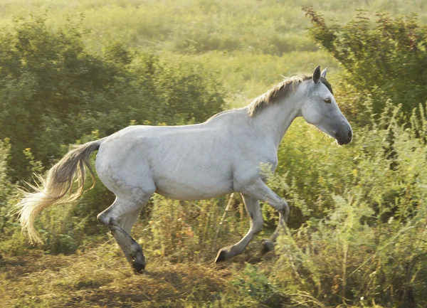 Cavalo branco com crina leve e cauda fica no campo na grama verde — Fotografia de Stock