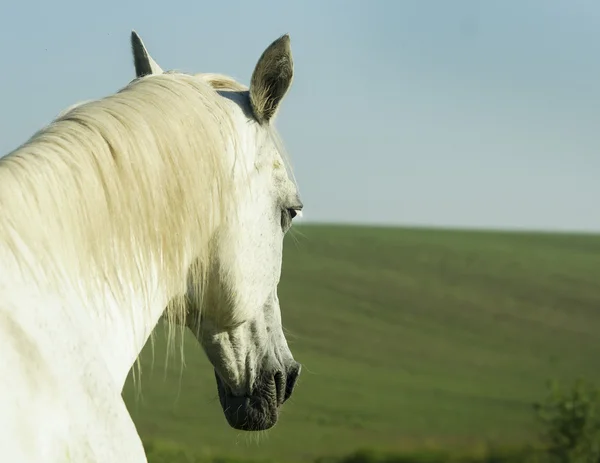 Witte paard met lichte manen en staart staat op het veld op het groene gras — Stockfoto