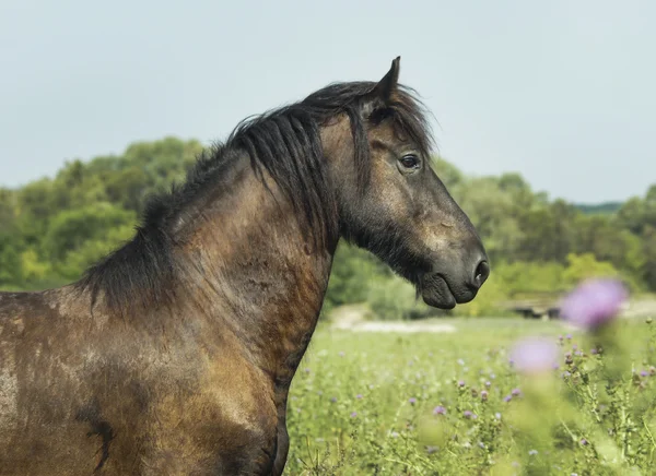 Caballo negro con melena oscura de pie en un campo verde bajo un cielo azul — Foto de Stock