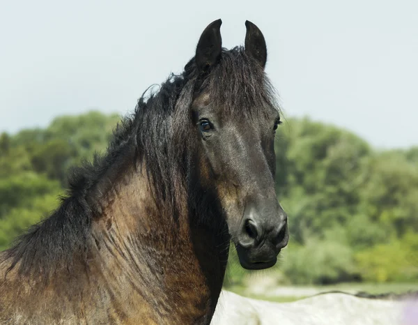 Cavallo nero con criniera scura in piedi in un campo verde sotto un cielo blu — Foto Stock