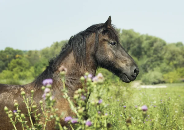 Caballo negro con melena oscura de pie en un campo verde bajo un cielo azul — Foto de Stock