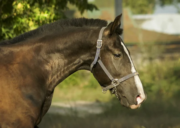 Schwarzes Pferd mit dunkler Mähne steht auf einem grünen Feld unter blauem Himmel — Stockfoto