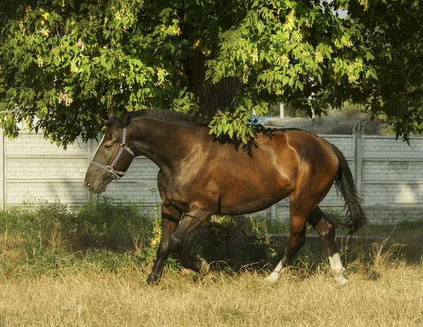 Černý kůň s tmavá hříva stojí v zeleném poli pod modrou oblohou — Stock fotografie