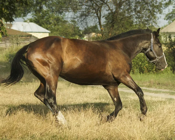 Cheval noir avec crinière foncée debout dans un champ vert sous un ciel bleu — Photo