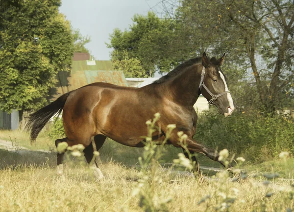 Cavallo nero con criniera scura in piedi in un campo verde sotto un cielo blu — Foto Stock