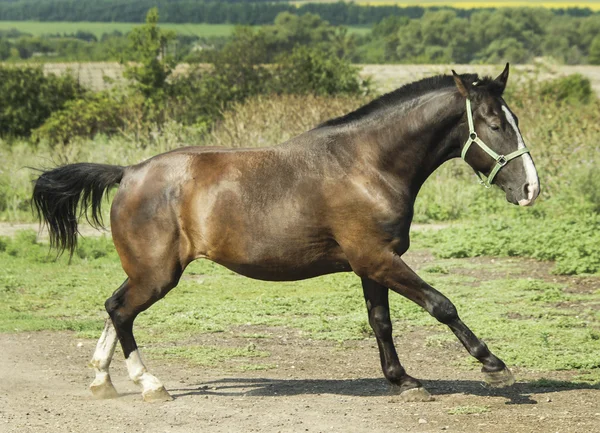 Black horse with dark mane standing in a green field under a blue sky — Stock Photo, Image