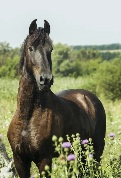 Schwarzes Pferd mit dunkler Mähne steht auf einem grünen Feld unter blauem Himmel — Stockfoto