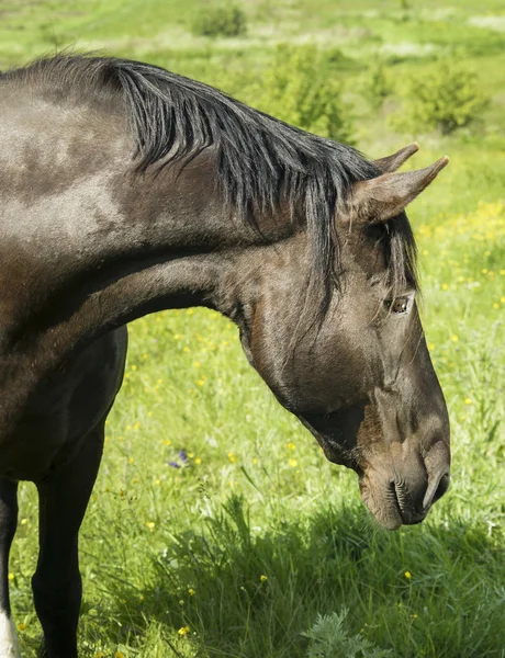 Caballo negro con melena oscura de pie en un campo verde bajo un cielo azul — Foto de Stock