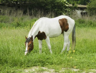 White horse kahverengi noktalar ve ışık yele ayakta yeşil çimenlerin üzerinde
